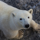 Illustration for article titled As Sea Ice Shrinks, Polar Bears Are Moving Farther North